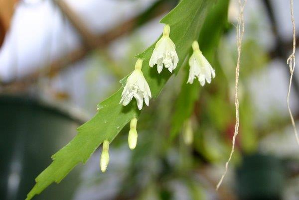 http://www.cloudjungle.com/cloudjungle/cactaceae/lepismium/lepismium Houlletiana flower.jpg